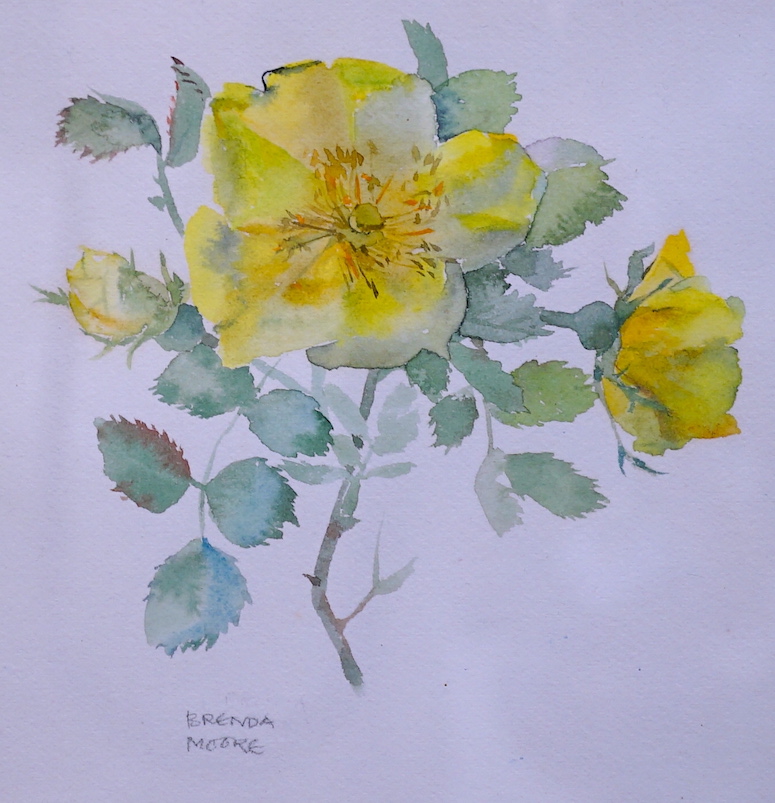 Brenda Moore (1909-1995), two watercolours, 'Single yellow rose' and 'Yellow violet', signed, 16 x 14.5cm and 19 x 17cm